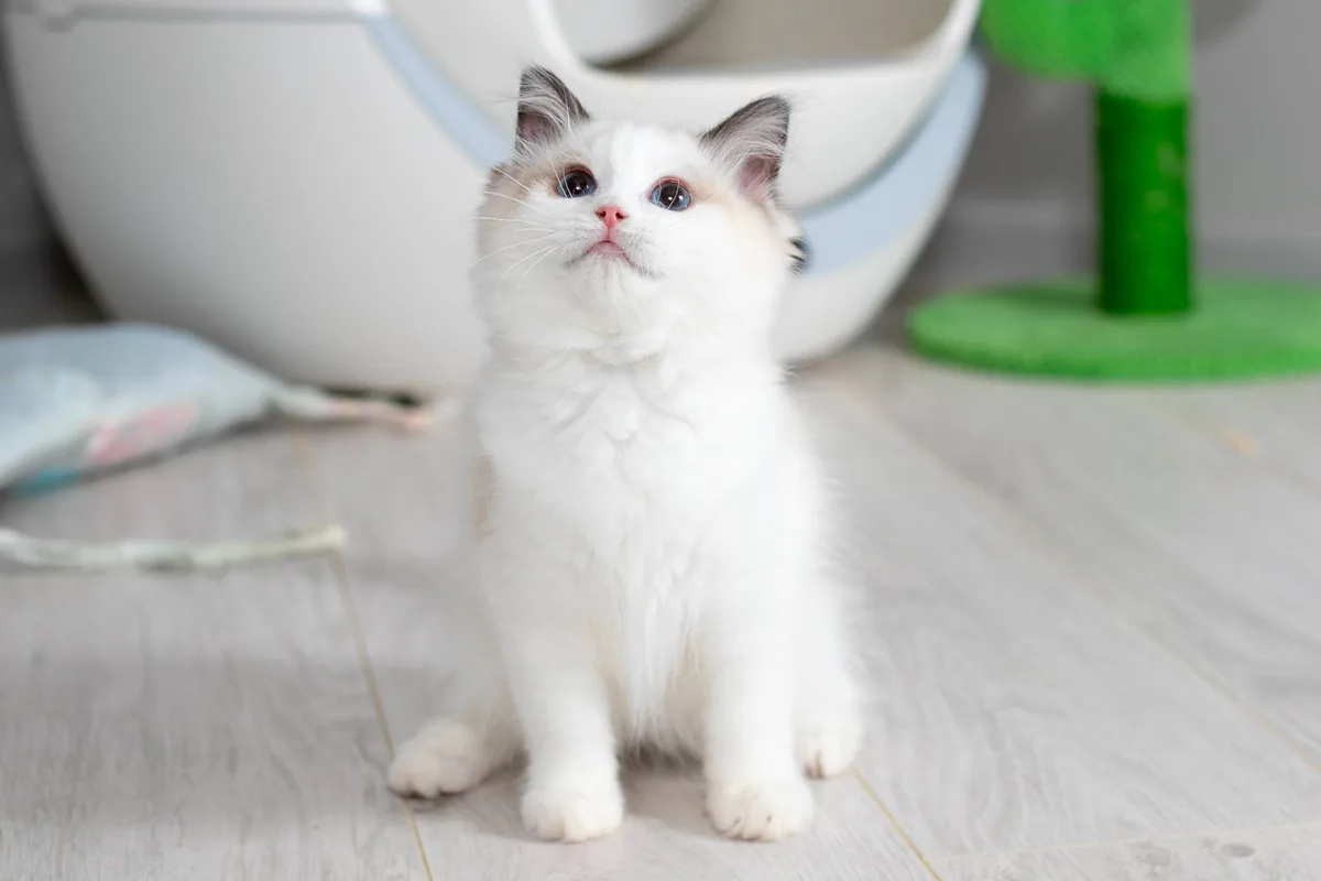Bicolour Ragdoll kitten with blue eyes sitting on a light wooden floor