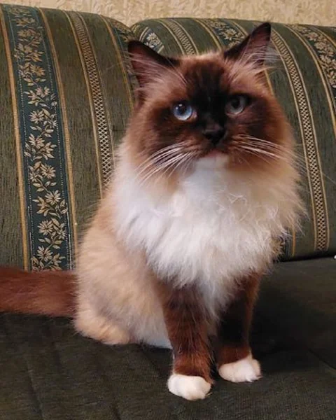 Clementine, our seal mitted Ragdoll queen