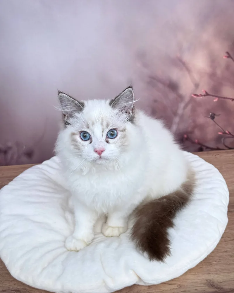 Pippa, a seal bicolour Ragdoll girl kitten