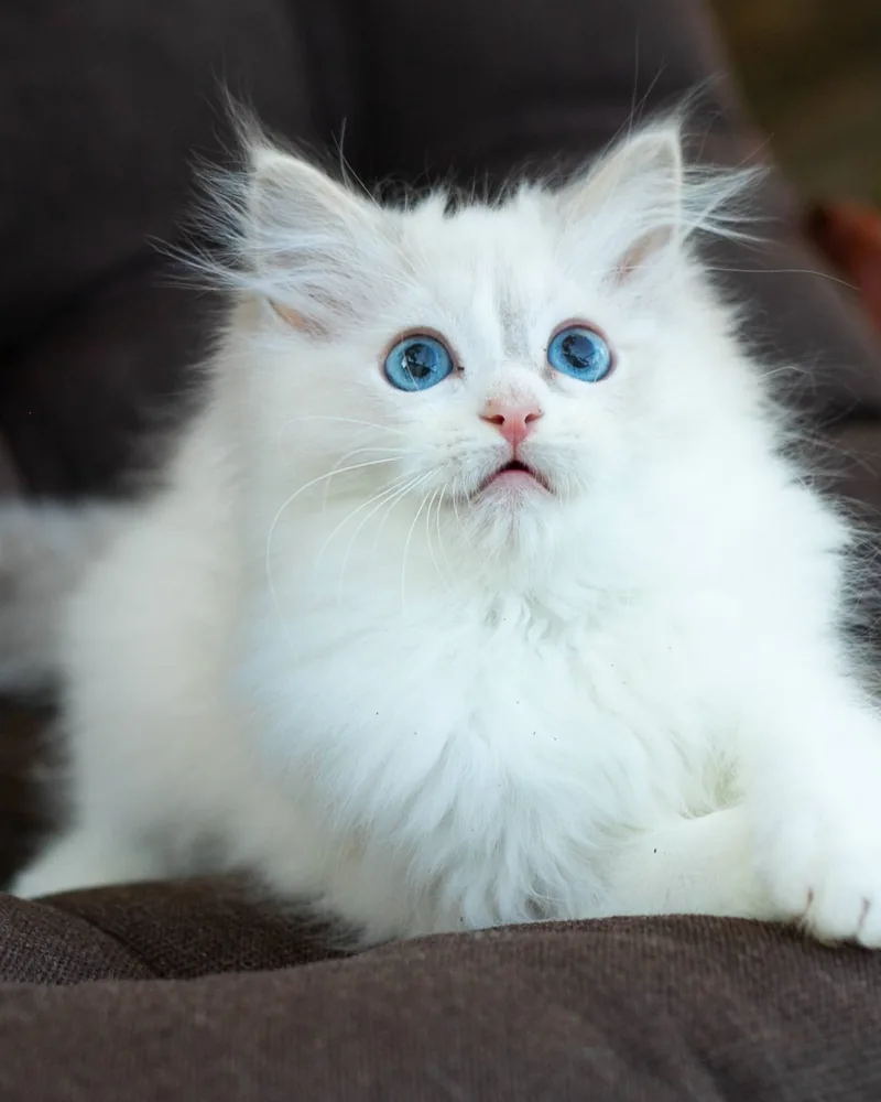 Tully, a blue bicolour Ragdoll boy kitten